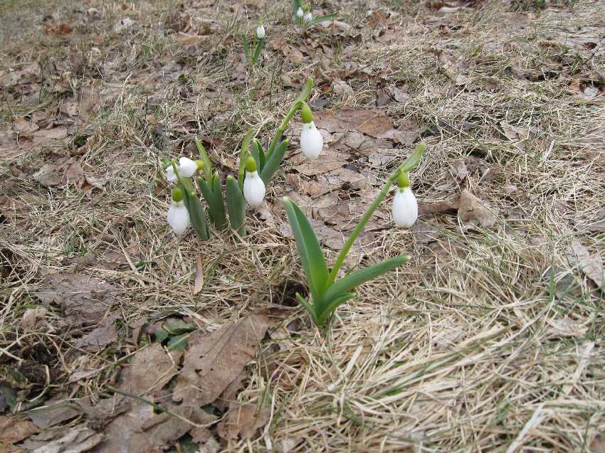 snowdrops