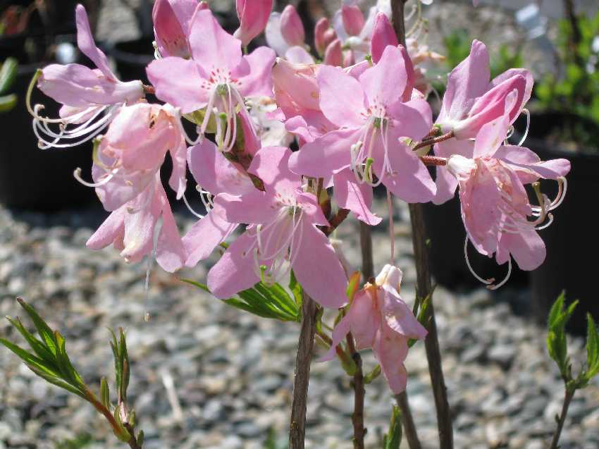 azalea-pinkshell