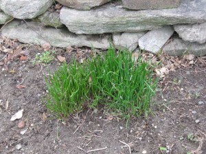 My chives on April 6