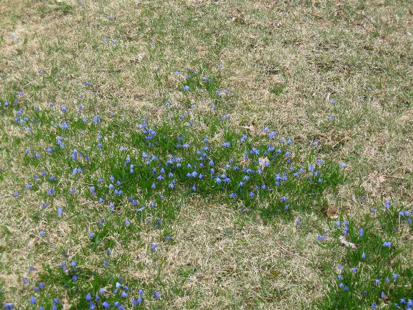 scillas A sky blue lawn