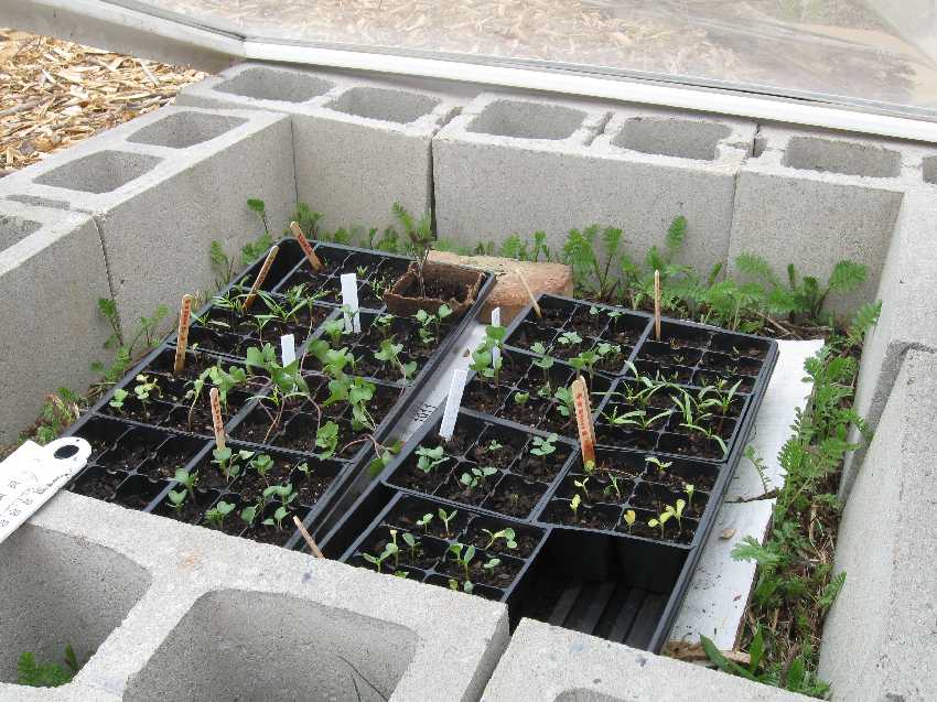 seed-tray-in-cold-frame