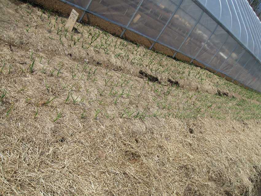 sos-farm-garlic Fall planted garlic now sprouting