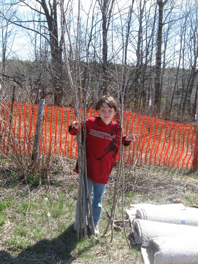ty-beanpoles Saplings into beanpoles