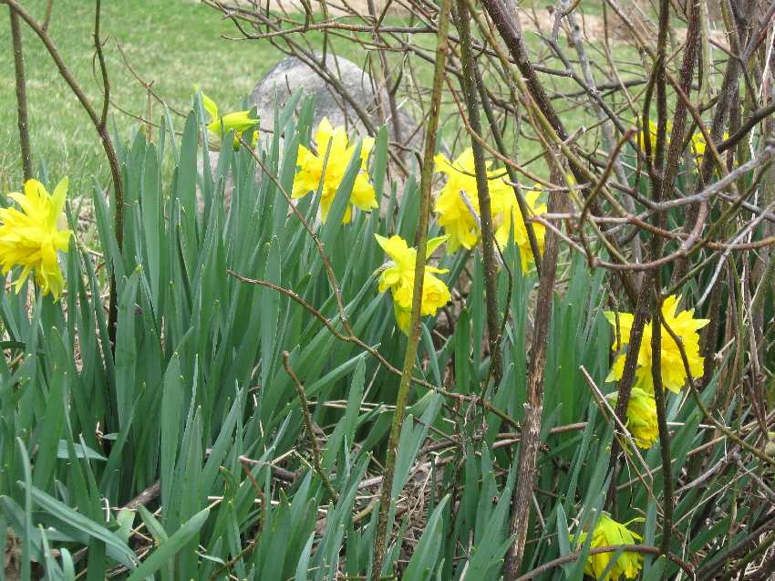 van-sion-daffs Van Sion hiding behind a rose bush