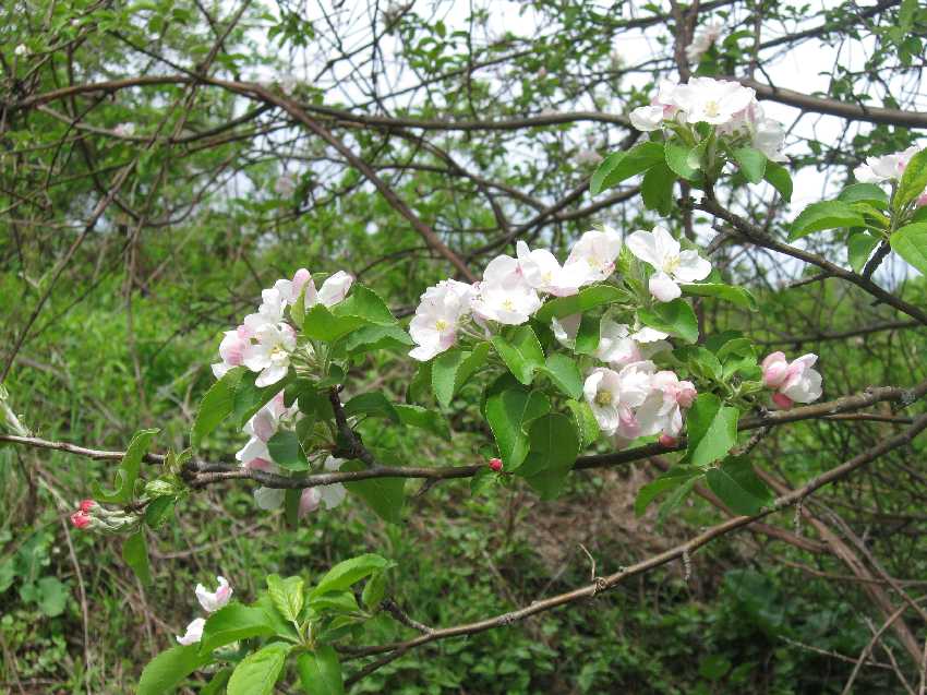 apple-blossoms-5-14