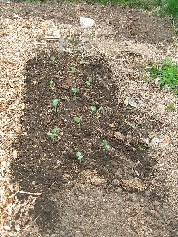 broccoli Started from seed on April 2