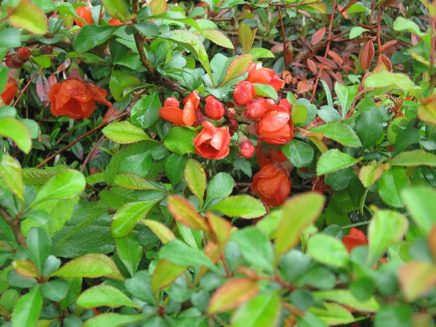 cotoneaster-bloom-5-14