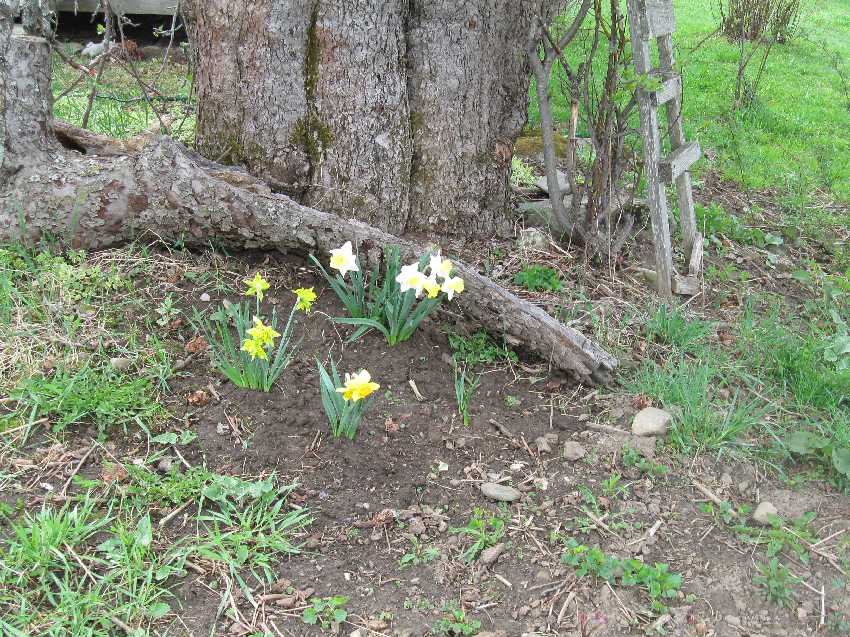 daffs-moved-5-4 A successful move