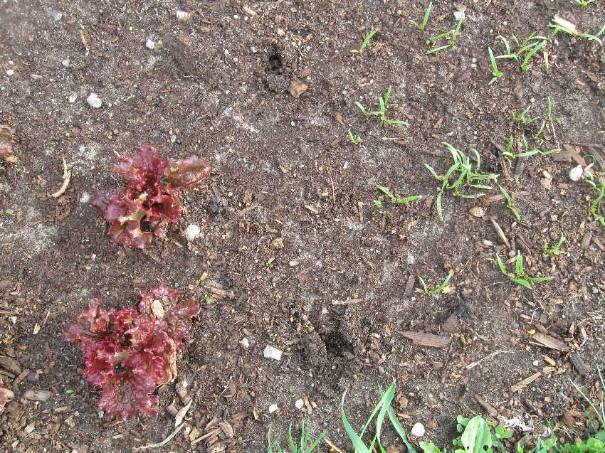 lettuce-spinach-5-4 Brave lettuce and new spinach