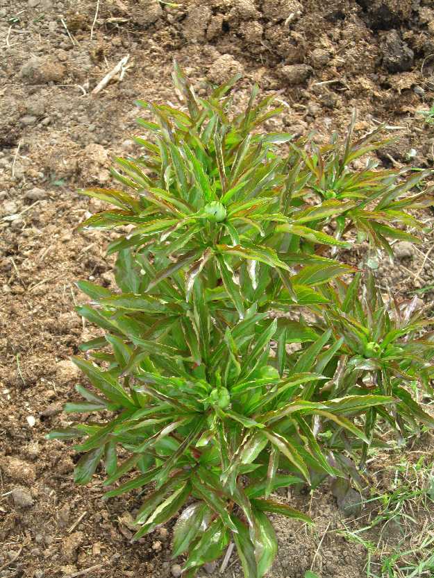 peony-5-4 Nameless and early herbaceous peony