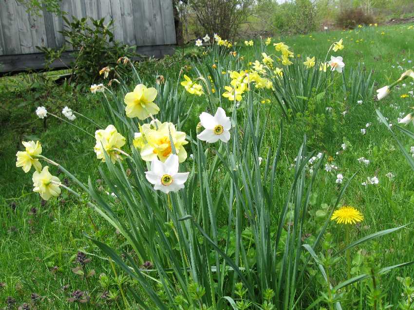 pheasant-eye-daff-others-5-14