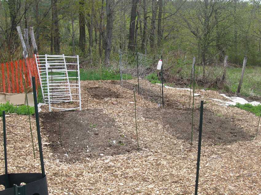 potager-5-4 Sweet peas will cover White Trellis