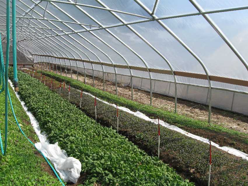 sos-farm-greenhouse Greens almost ready to harvest on April 16