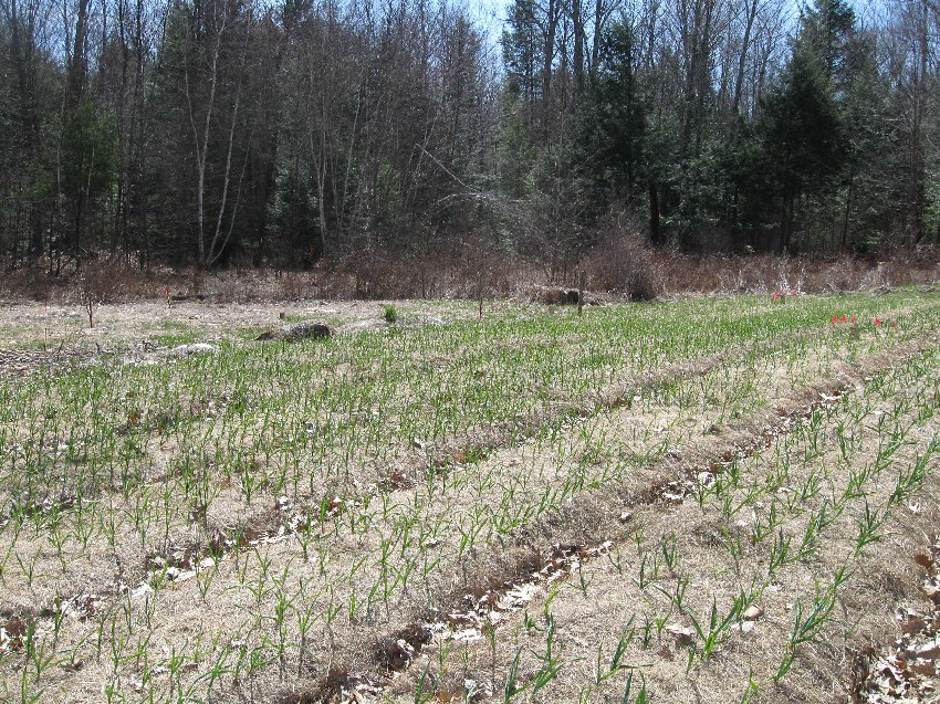 sos-garlic-field Garlic field in spring