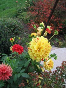 Dahlias still blooming