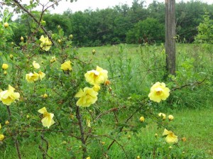 Harrisons Yellow early June