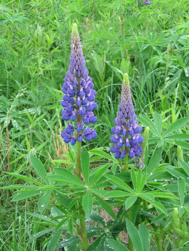 lupine-close-up-purinton1