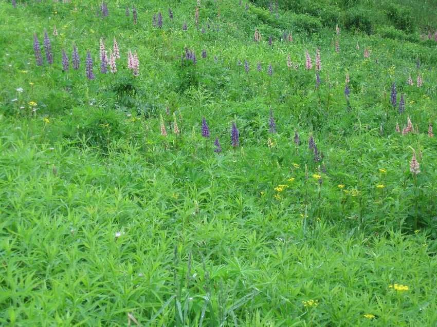 lupine-field-parkers1