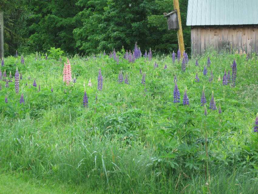 lupine-field-purinton1