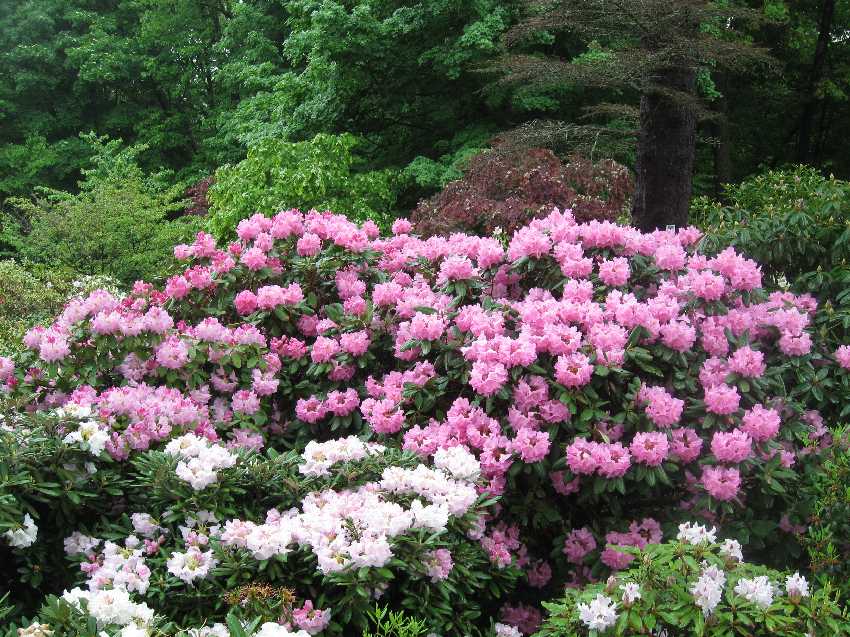 rhodie-scintillation-sternstein1 Scintillation