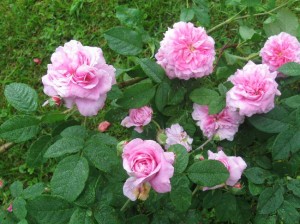 My own antique Ispahan