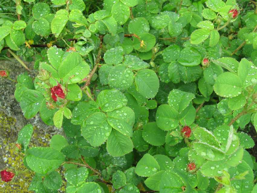 leda-rose-buds-6-15