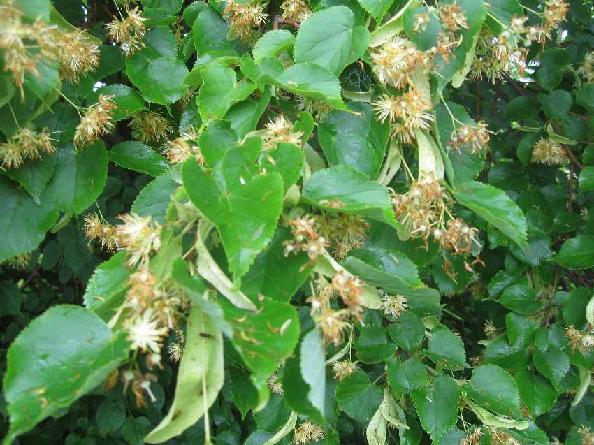 linden-closeup