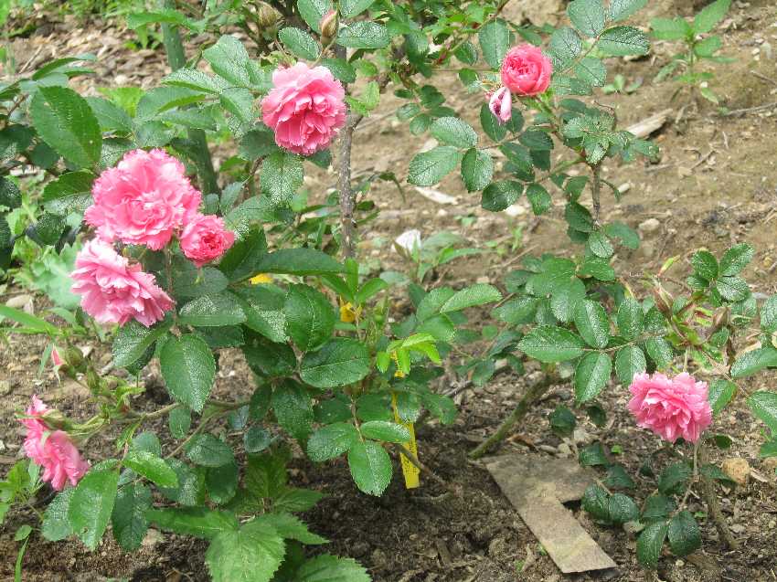pink-grootendorst-7-17
