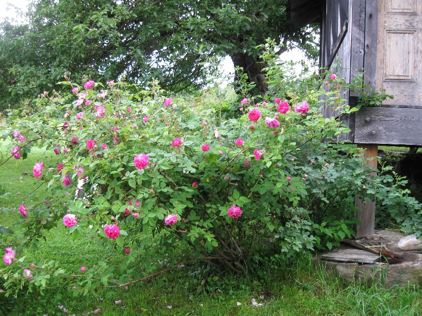 History of the Rose Walk