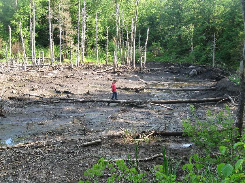 ty-at-beaver-dam