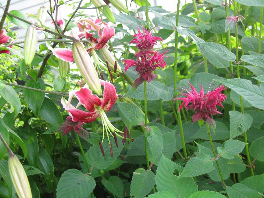 crimson-bee-balm-black-dragon