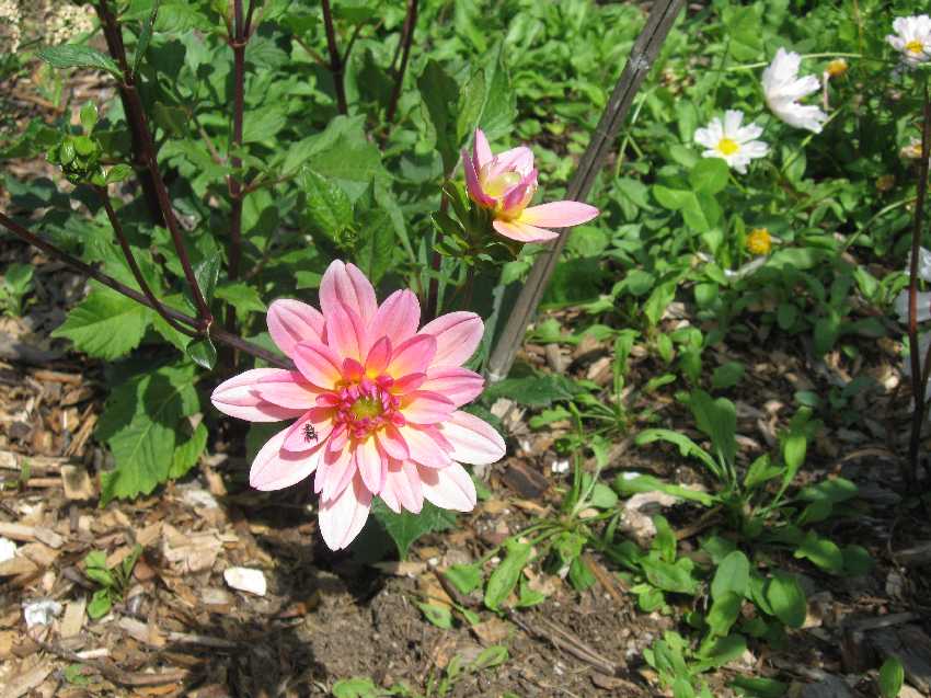 dahlia-patty-cake-8-27