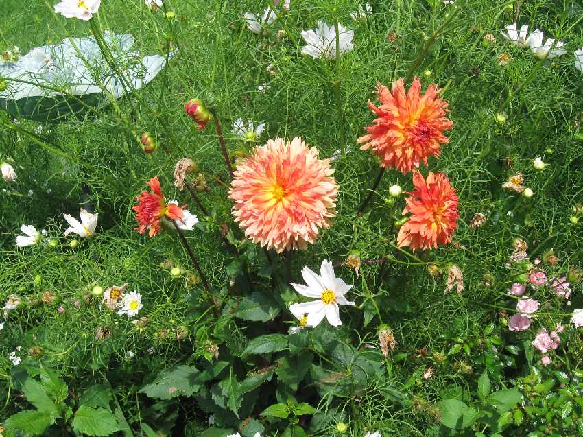 dahlia-with-cosmos