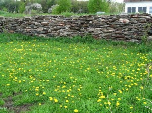 My dandelion lawn in spring