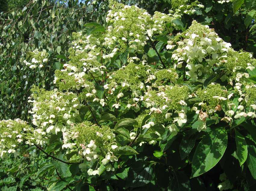 hydrangea-8-27