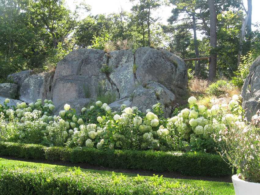 kramer-hydrangeas-2