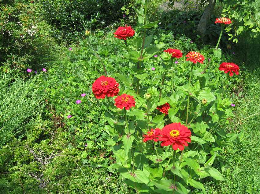 zinnias-red-8-27