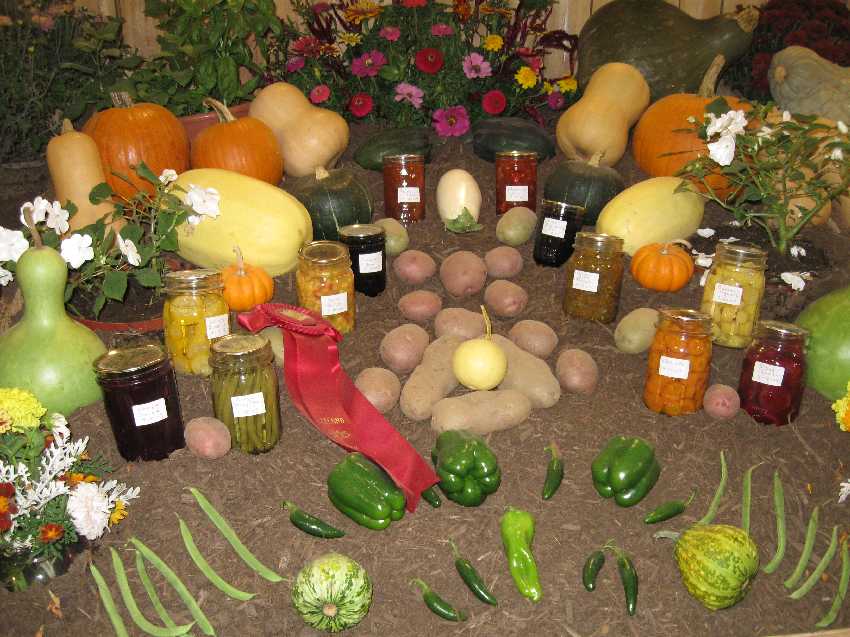 10-1-4-h-veggies-2