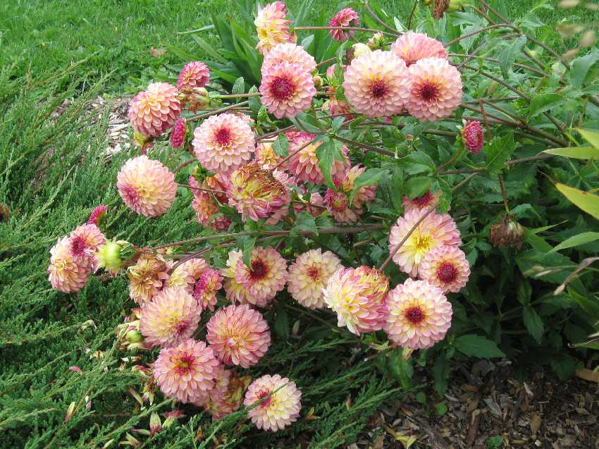 10-1-foxy-lady-dahlias1 Foxy Lady Dahlias