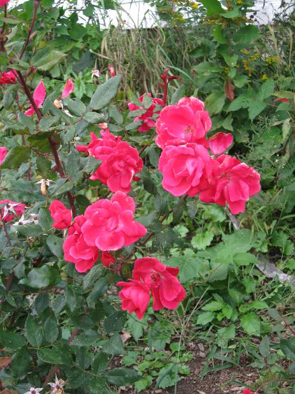 10-1-knockout-red Double Red Knockout