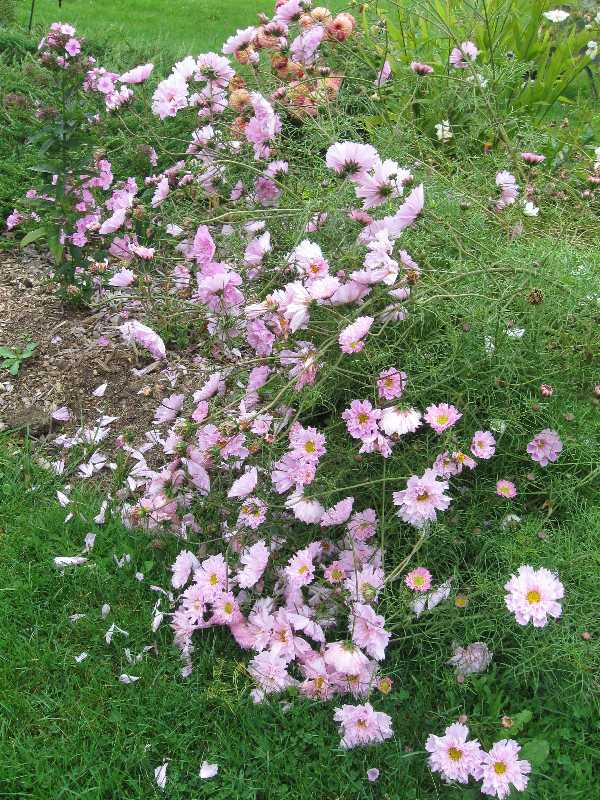 10-1-pink-cosmos