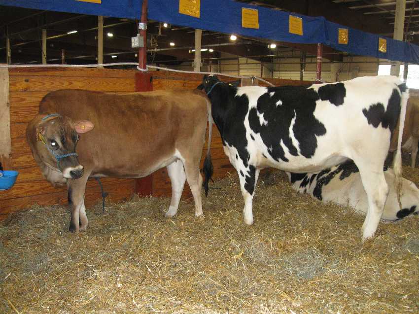 10-1-umass-cows UConn Dairy Club exhibit