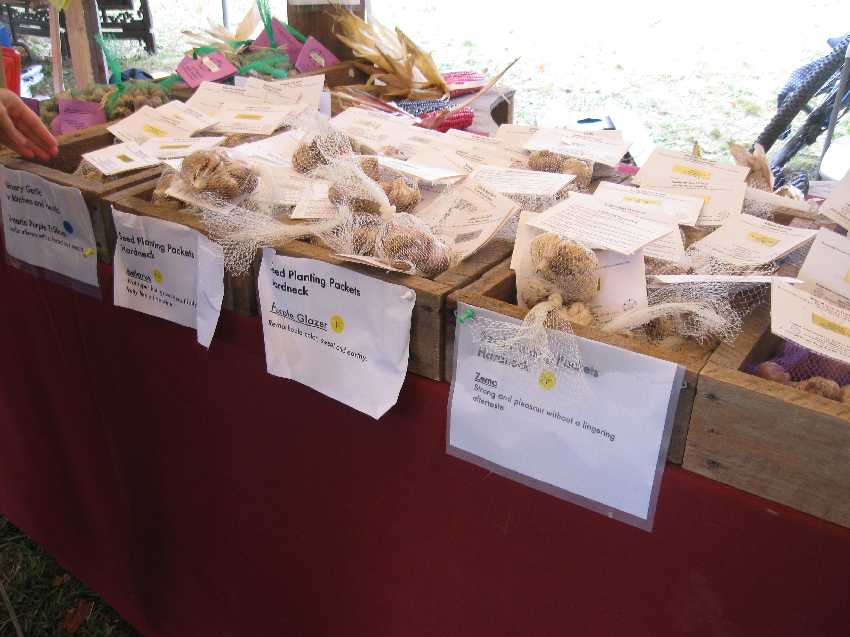 garlic-for-sale Garlic from Seeds of Solidarity Farm