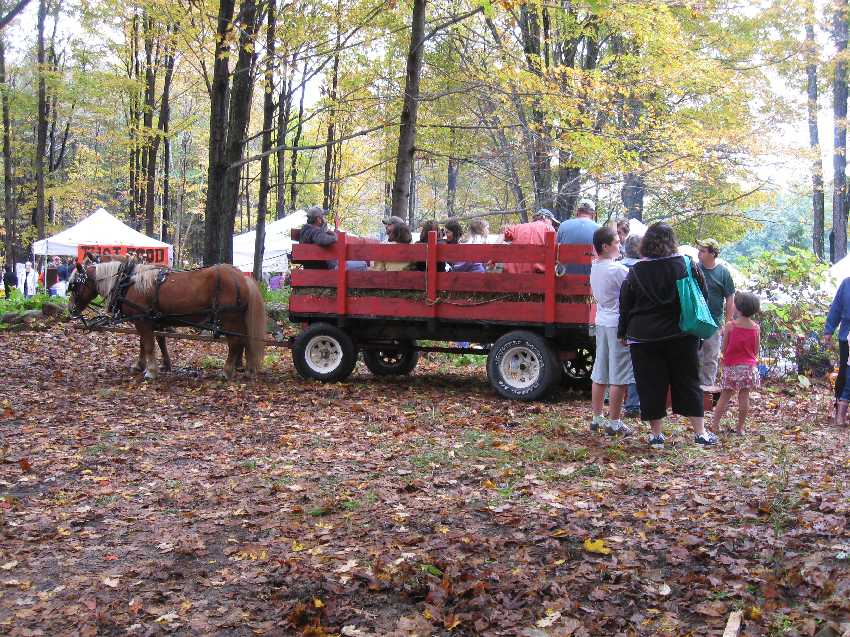 garlic-hayrides