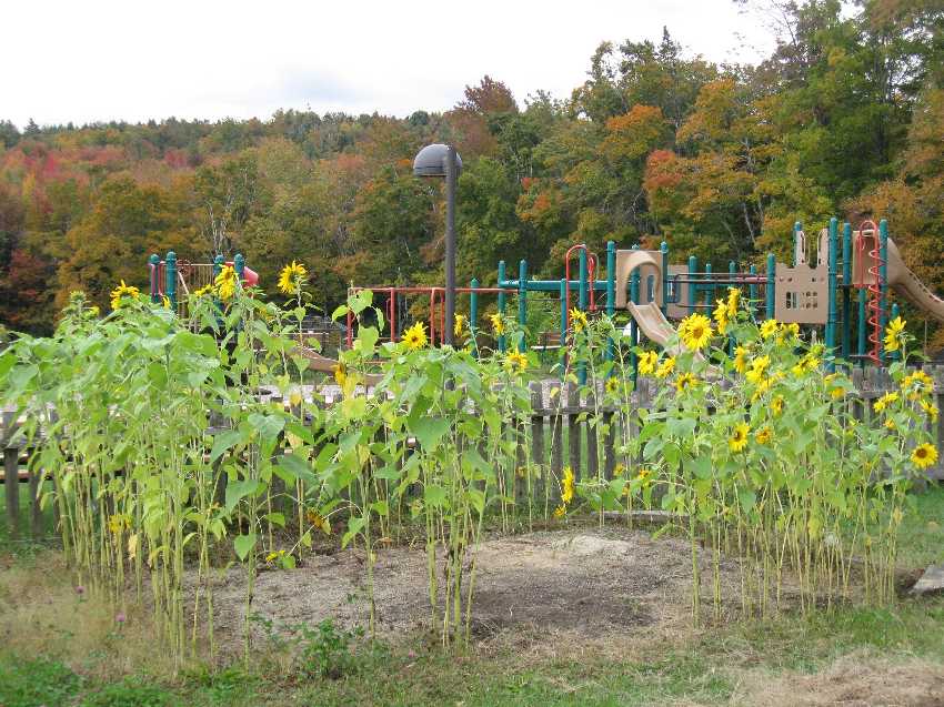 kindergarten-sunflowers