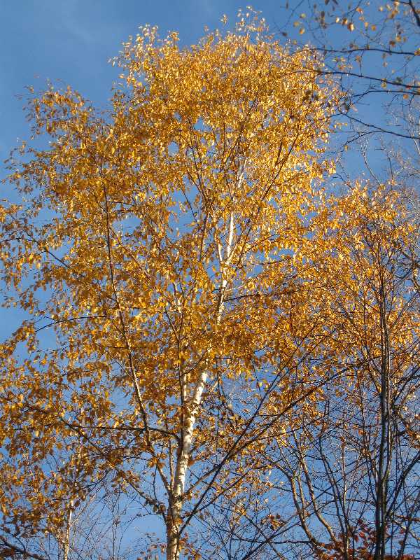 golden poplar