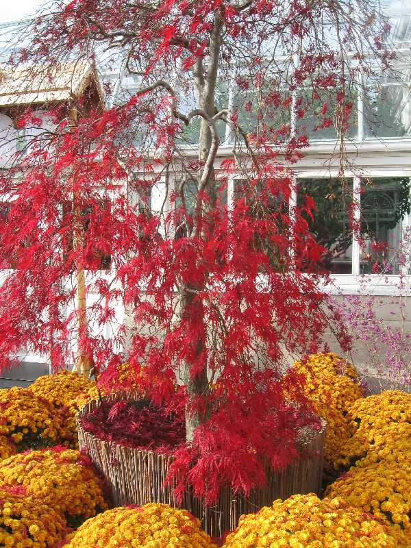 nybe-maple-and-mums