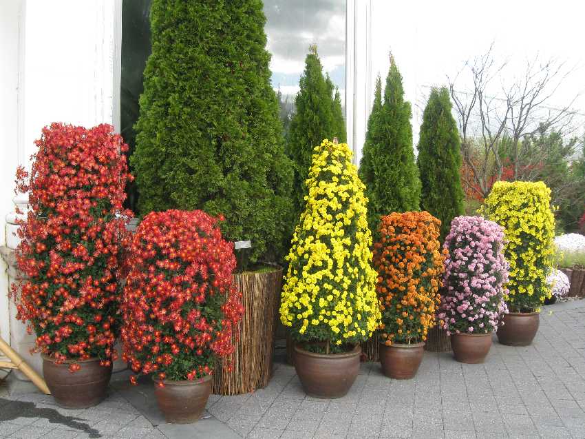 nybg-many-mums