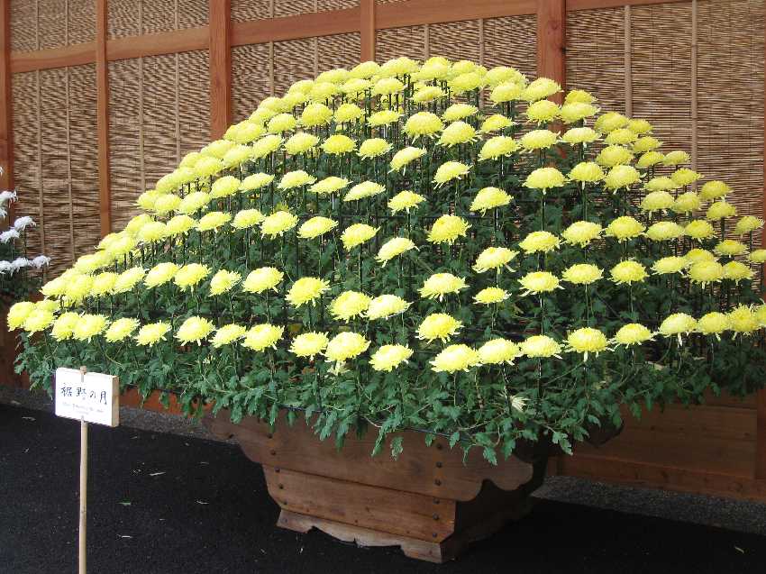 nybg-ozukuri Ozukuri or One Thousand Blooms