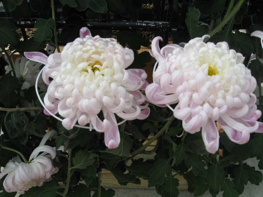 nybg-single-mum-and-support
